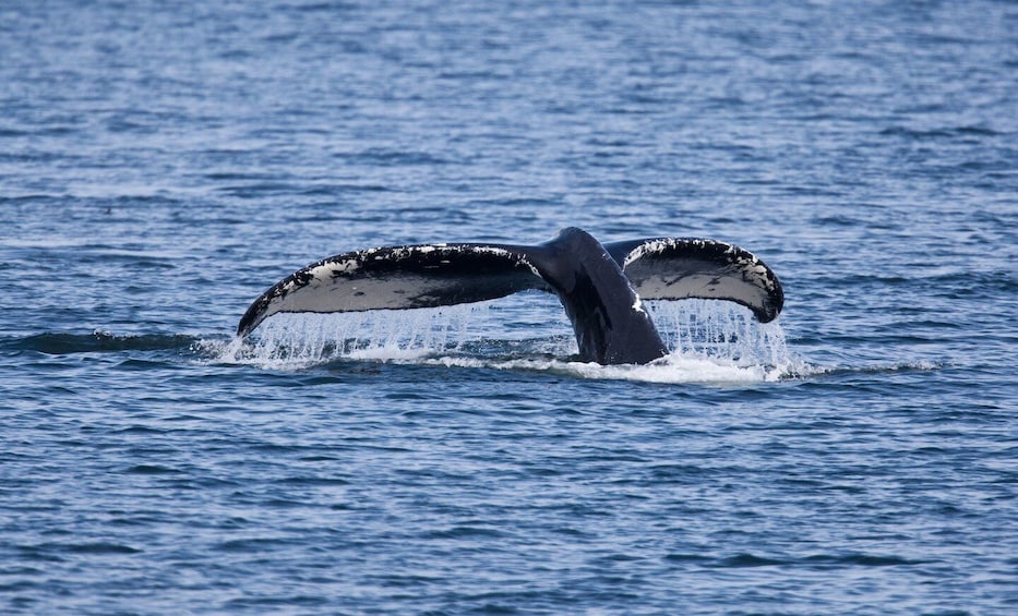 Picture 1 for Activity Juneau: Whale Watching and Wildlife Cruise with Local Guide