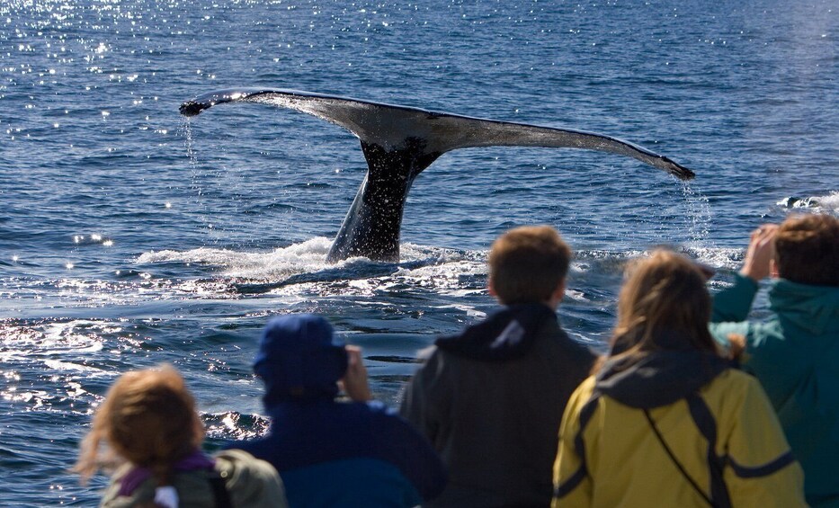 Picture 3 for Activity Juneau: Whale Watching and Wildlife Cruise with Local Guide