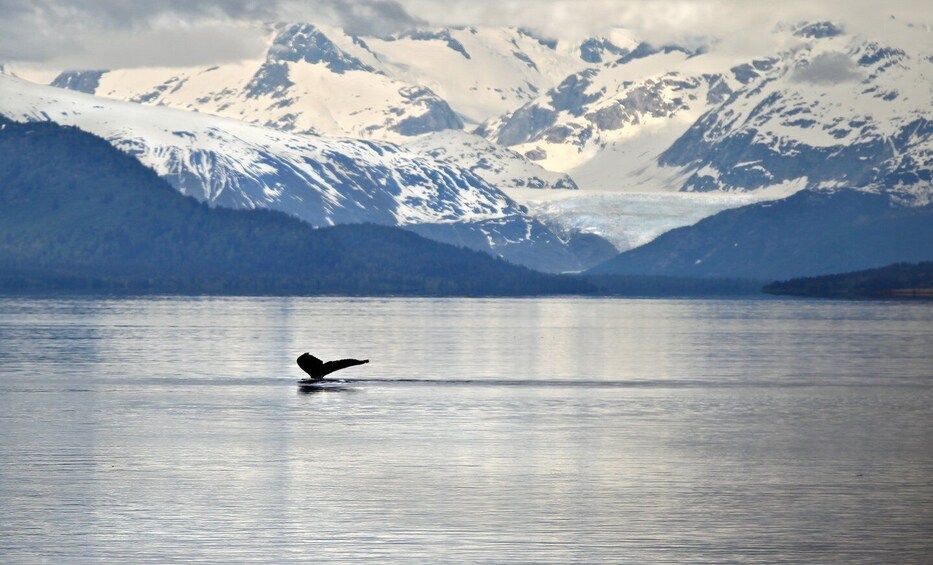 Picture 2 for Activity Juneau: Whale Watching and Wildlife Cruise with Local Guide