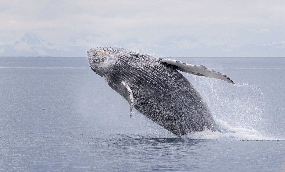 Juneau: Whale Watching and Wildlife Cruise with Local Guide