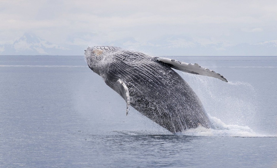 Juneau: Whale Watching and Wildlife Cruise with Local Guide
