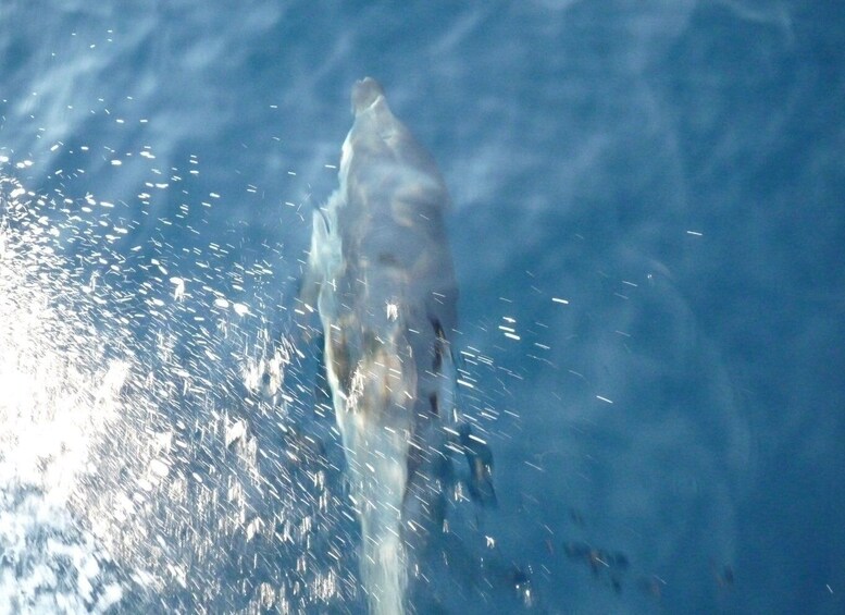 Picture 8 for Activity From Paros: Private Sailing Cruise with Lunch and Snorkeling