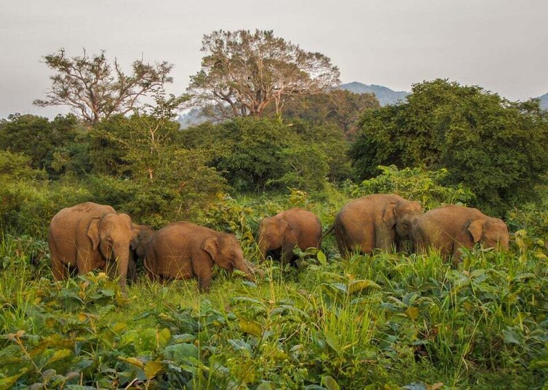 Picture 1 for Activity Sri Lanka: Western Province Highlights Day Tour and Safari