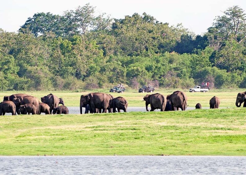 Picture 11 for Activity Sri Lanka: Western Province Highlights Day Tour and Safari
