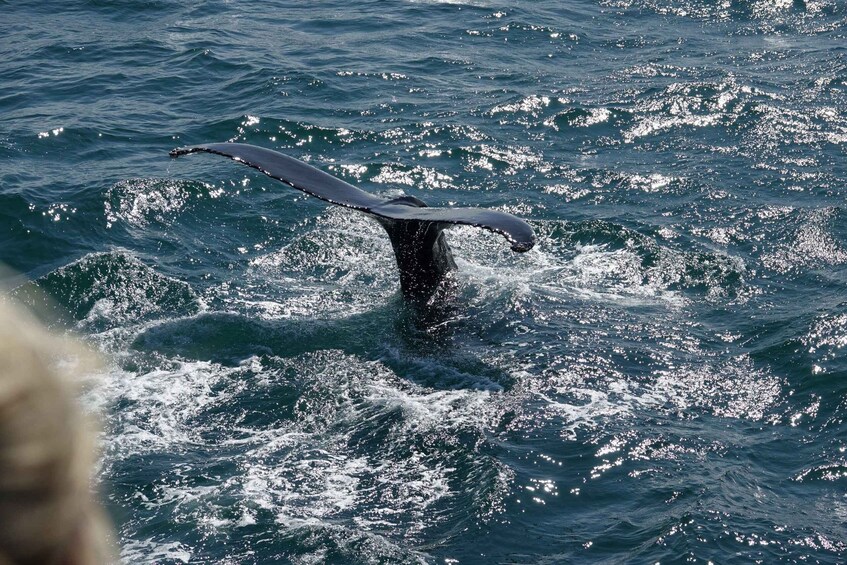 Picture 20 for Activity Reykjavík: Whale Watching and Marine Life Cruise