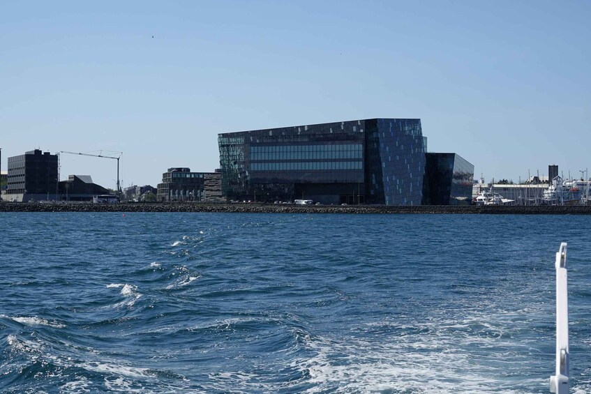 Picture 17 for Activity Reykjavík: Whale Watching and Marine Life Cruise