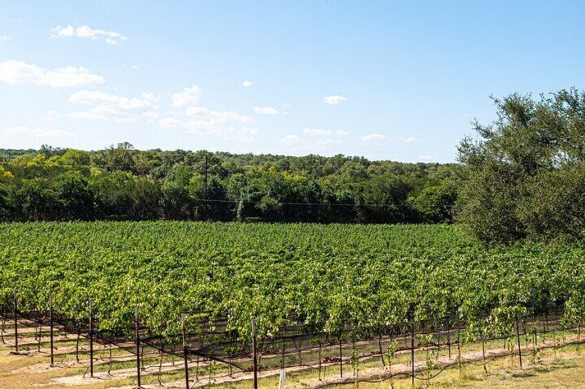 Texas vineyard