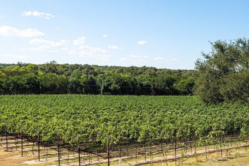 Texas vineyard
