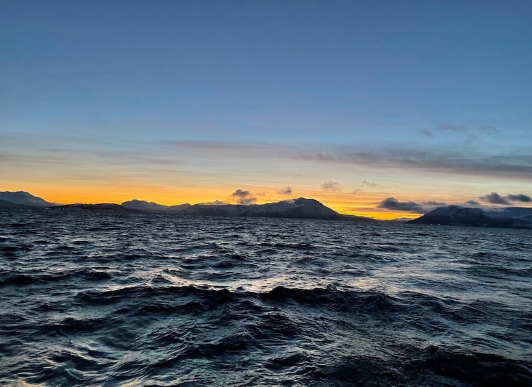 Picture 11 for Activity Tromsø: Arctic Fjord Sightseeing Cruise in Luxury Catamaran