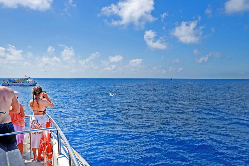 Picture 8 for Activity Mallorca: 2-Hour Dolphin Watching Cruise & Glass-Bottom Boat