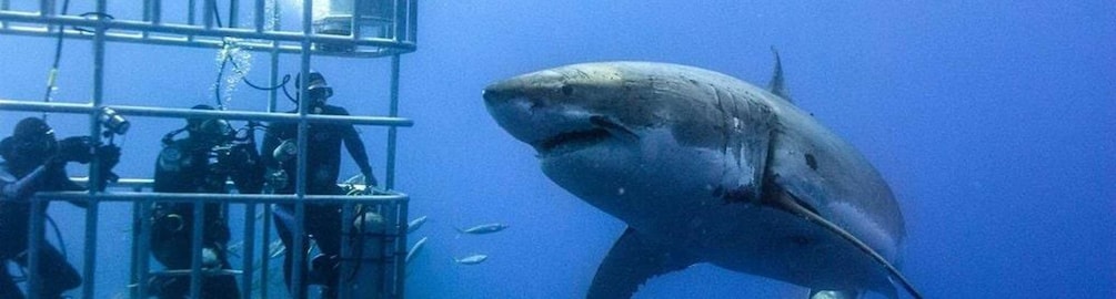Picture 2 for Activity Cape Town: Shark Diving at Gansbaai Harbor Tour