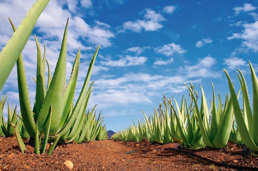 Gran Canaria Tour with Teror, Tejeda and Lunch in Fataga