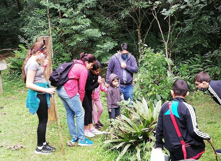 Picture 3 for Activity Rio de Janeiro: Tijuca Forest Waterfall of Souls Hike