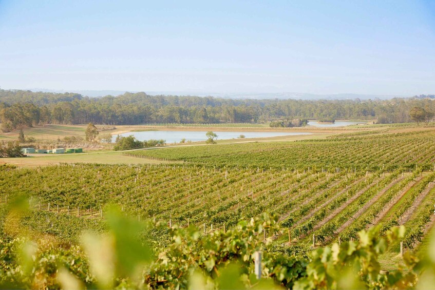 Picture 5 for Activity Sydney: Hunter Valley Wineries Day Trip with Food Tastings