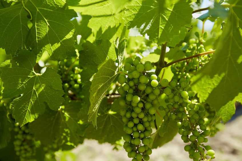 Picture 4 for Activity Sydney: Hunter Valley Wineries Day Trip with Food Tastings