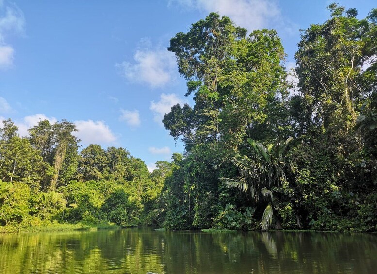 Picture 4 for Activity From San Jose: 3-Day Tortuguero National Park Excursion
