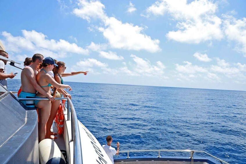 Picture 1 for Activity Mallorca: 3-Hour Afternoon Dolphin Watching Boat Tour