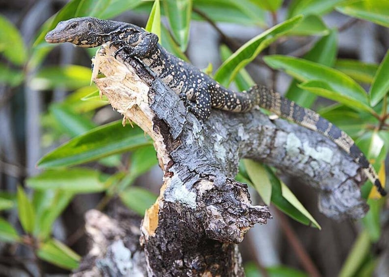 Picture 1 for Activity Bentota beach, River Mangroves lagoon, Wildlife Tour