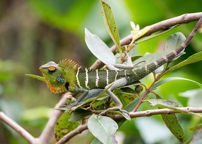 Picture 28 for Activity Bentota beach, River Mangroves lagoon, Wildlife Tour