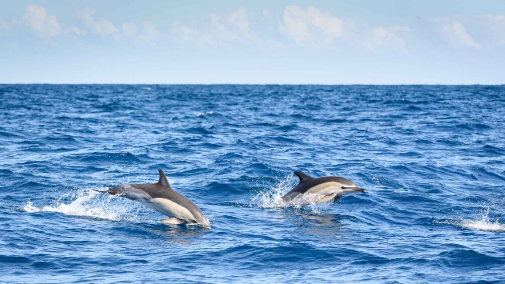 Picture 1 for Activity Lagos: Dolphin Watching Half-Day Cruise & Water Activities