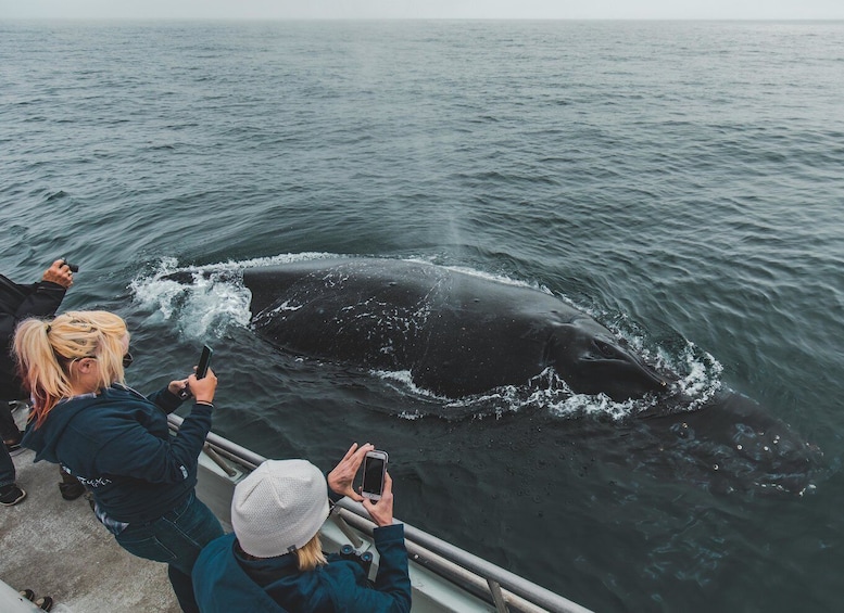 Picture 3 for Activity Monterey: Sunset Whale Watching Cruise with A Guide