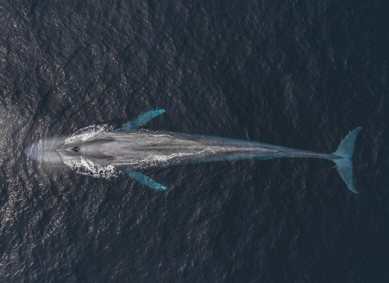 Picture 4 for Activity Monterey: Sunset Whale Watching Cruise with A Guide