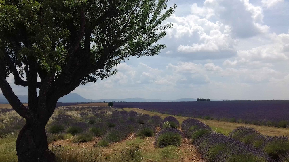 Picture 2 for Activity Verdon Gorge: The Grand canyon of Europe, Lake and Lavender