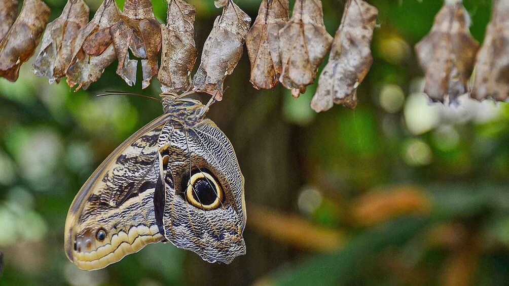 Picture 4 for Activity Dubai: Butterfly Garden Admission Ticket