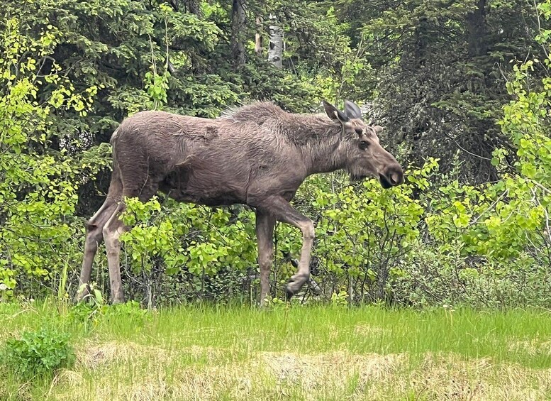 Picture 3 for Activity From Anchorage: Valley and Forest Hike with Naturalist Guide