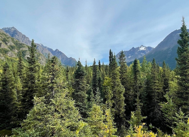 Picture 4 for Activity From Anchorage: Valley and Forest Hike with Naturalist Guide