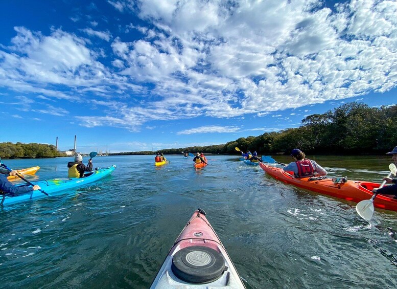 Picture 3 for Activity Adelaide: Dolphin Sanctuary Mangroves Kayak Tour