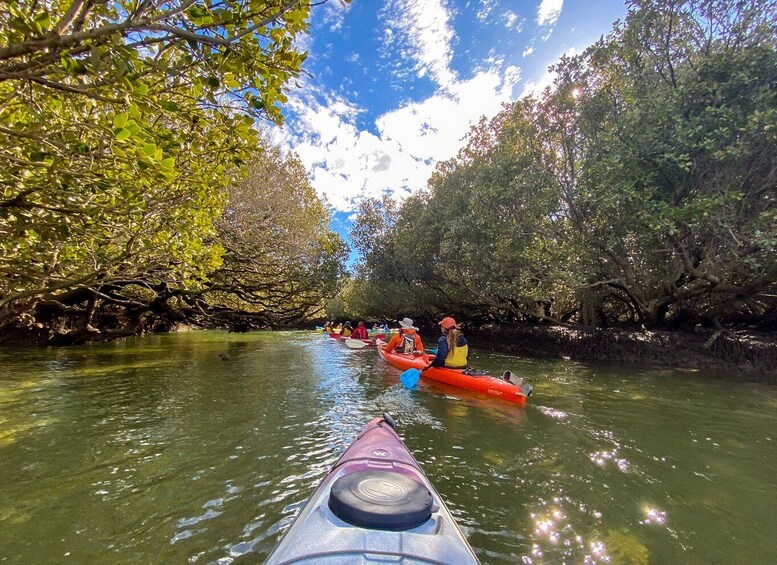 Picture 4 for Activity Adelaide: Dolphin Sanctuary Mangroves Kayak Tour