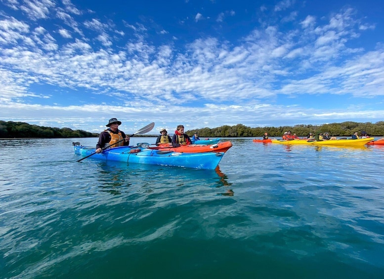 Adelaide: Dolphin Sanctuary Mangroves Kayak Tour