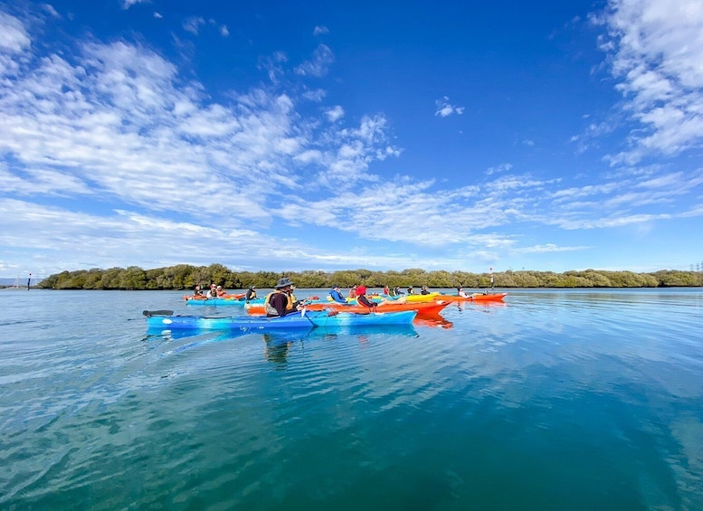 Picture 1 for Activity Adelaide: Dolphin Sanctuary Mangroves Kayak Tour