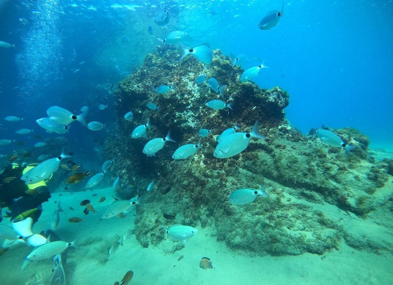 Picture 3 for Activity Lanzarote: Scuba Diving for Beginners - 1 Dive