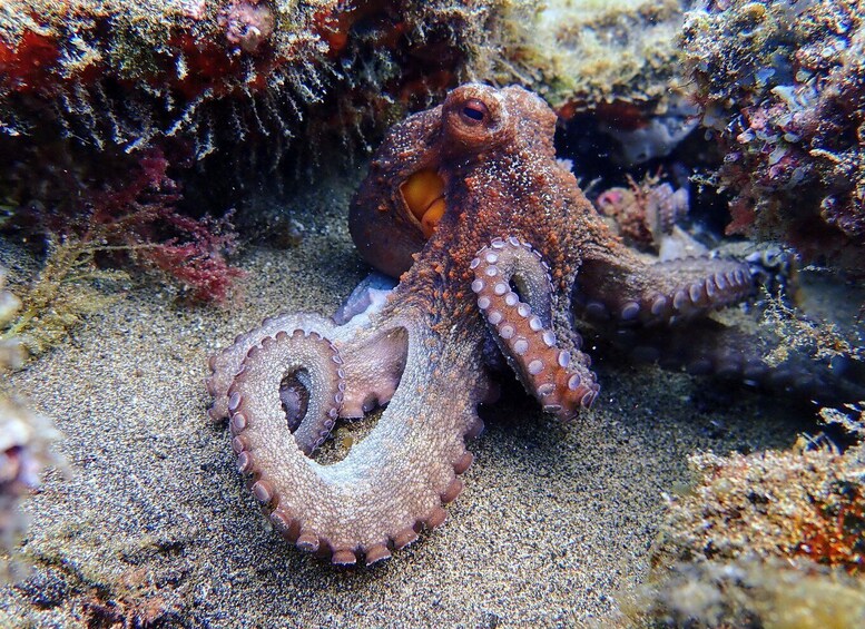 Picture 7 for Activity Lanzarote: Scuba Diving for Beginners - 1 Dive