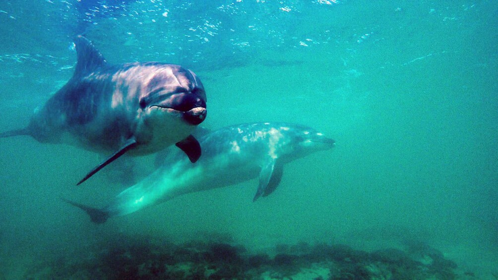 Picture 1 for Activity Goat Island Marine Reserve: Full-Day Dive Charter