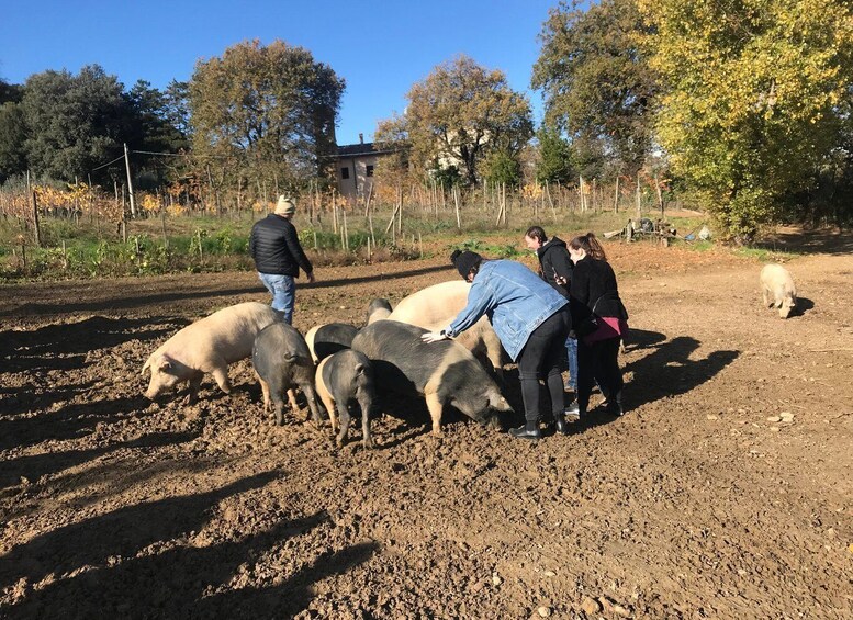 Picture 12 for Activity Montepulciano: Cinta Senese Tour With Food Tasting