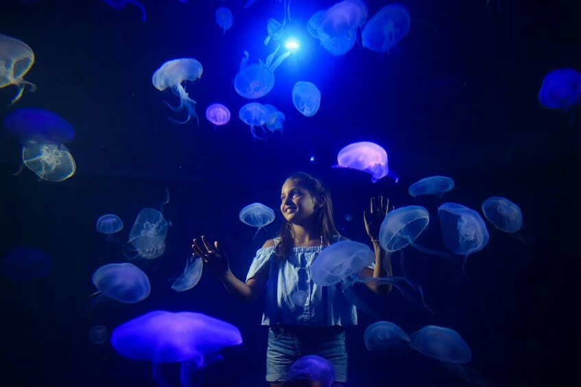 Palma Acquarium with Transfer