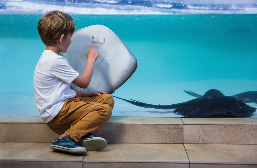 Palma Acquarium with Transfer