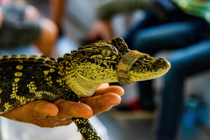 Manchac Swamp & Bayou Tour by Boat