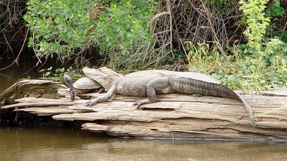 Alligator resting its head on a turtle in New Orleans 