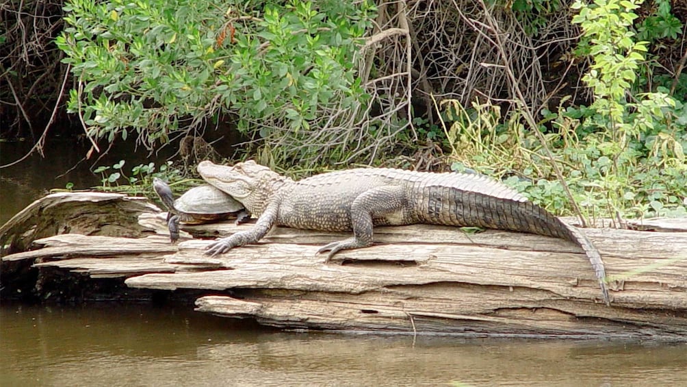 Alligator resting its head on a turtle in New Orleans