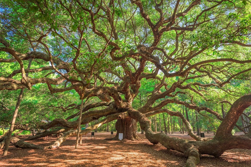 Charleston: Wadmalaw Island Wine Tasting and Tea Garden Trip