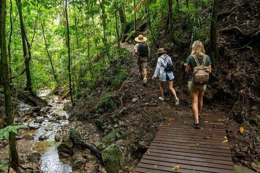 Daintree Rainforest Walk