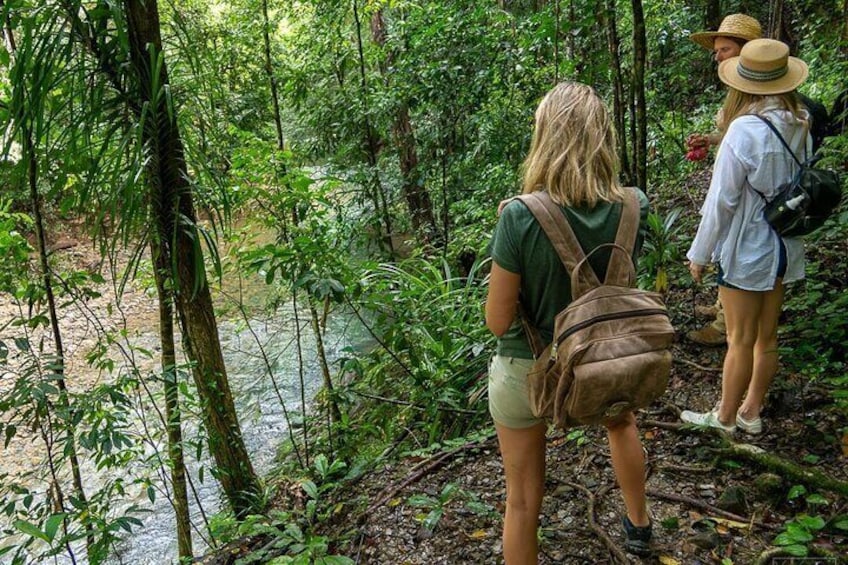 Daintree Rainforest Tour
