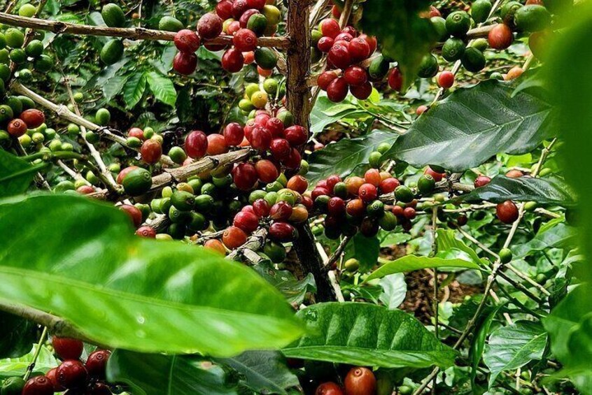 Full Day Poas Volcano, La Paz Waterfall Gardens and Coffee Plantation Experience