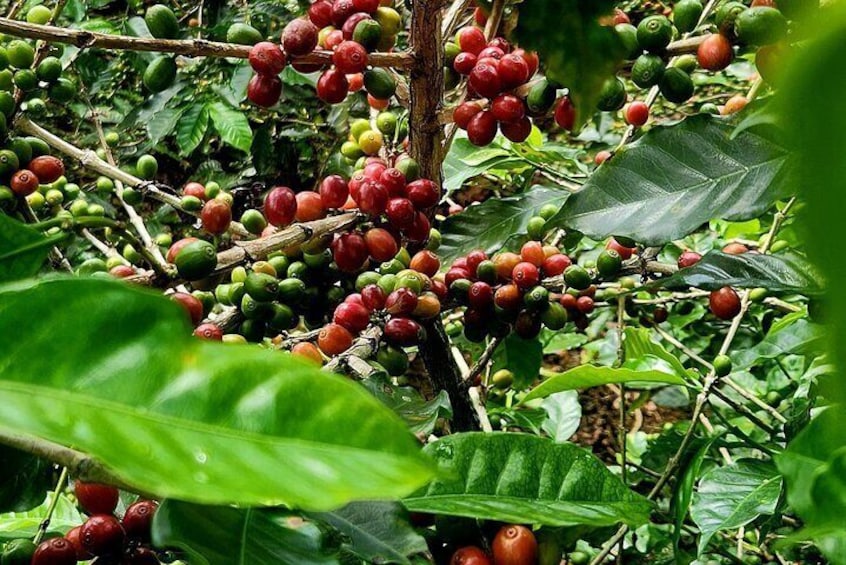 Full Day Poas Volcano, La Paz Waterfall Gardens and Coffee Plantation Experience