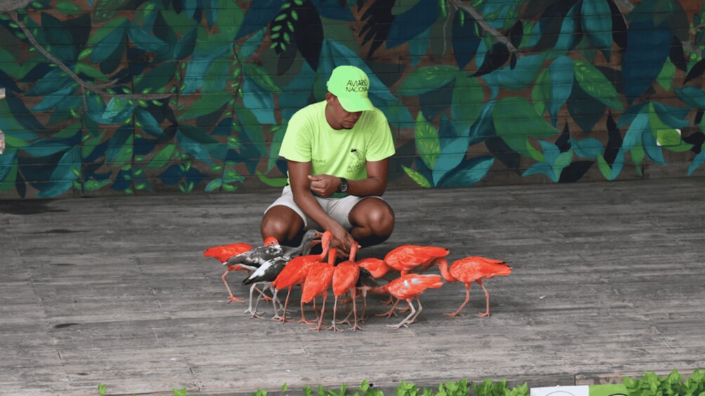 Picture 1 for Activity Cartagena: National Aviary of Colombia Entrance Tickets