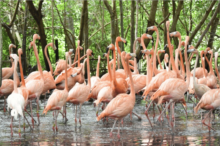 Picture 2 for Activity Cartagena: National Aviary of Colombia Entrance Tickets
